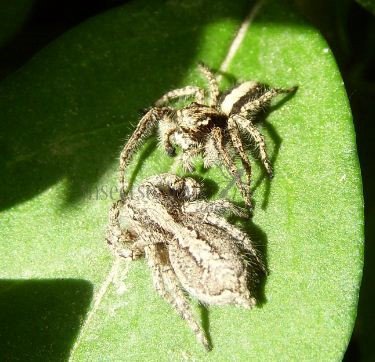 Aelurillus  insignitus -1