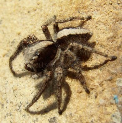 Aelurillus insignitus -5
