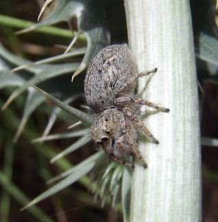 Aelurillus sp-2
