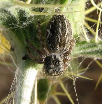 Aelurillus sp-1