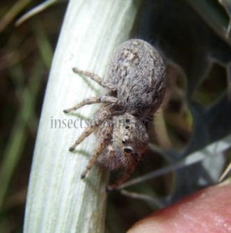 Aelurillus sp-4