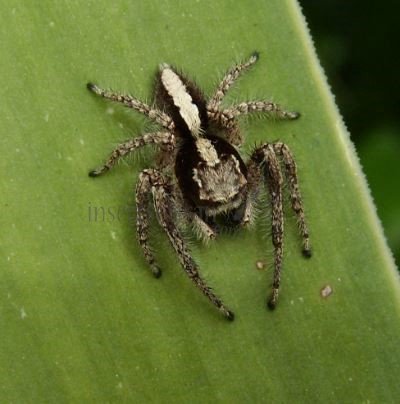 Aelurillus insignitus -6