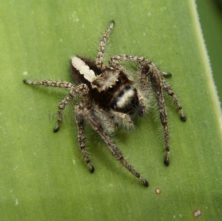Aelurillus insignitus -7