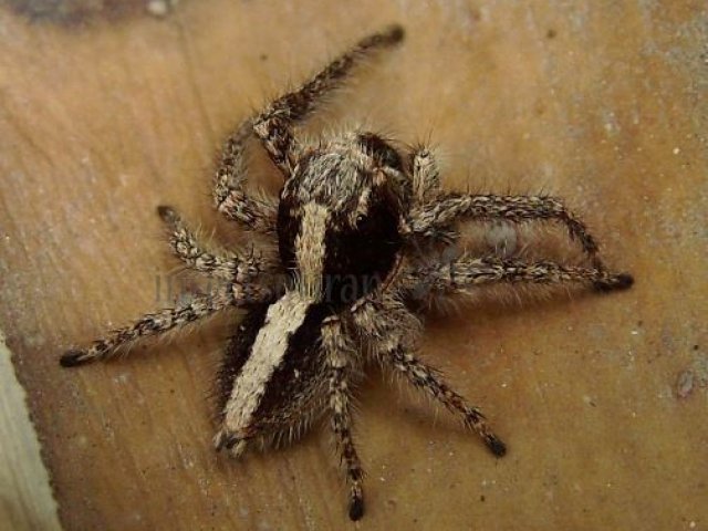 Aelurillus insignitus -8