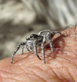 Aelurillus  insignitus -4