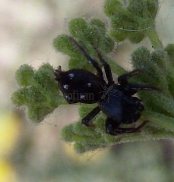 Heliophanus kochii-1