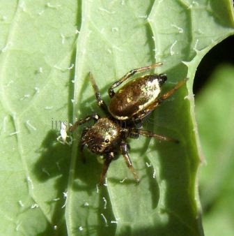 Heliophanus cupreus-4