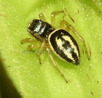Heliophanus melinus -7