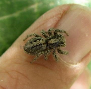 Aelurillus  insignitus -6