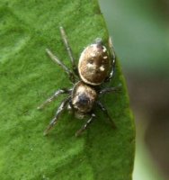 Heliophanus cupreus-1