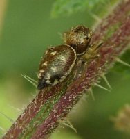 Heliophanus sp-5