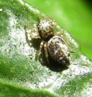 Heliophanus sp-12