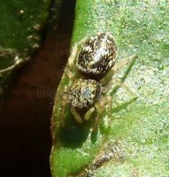 Heliophanus sp-14