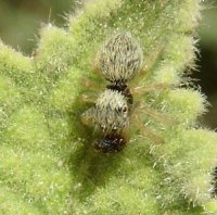 Salticidae -22