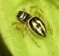 Heliophanus melinus -7