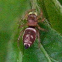 Heliophanus sp-11
