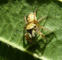 Heliophanus sp-17