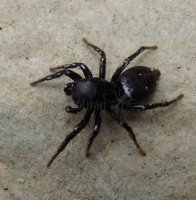 Heliophanus aeneus-4.