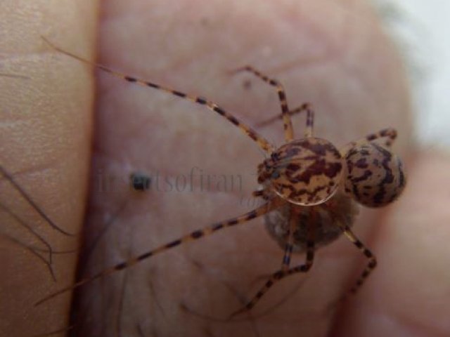 Scytodes thoracica -4
