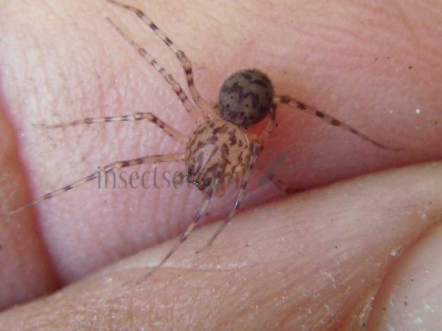 Scytodes thoracica -5