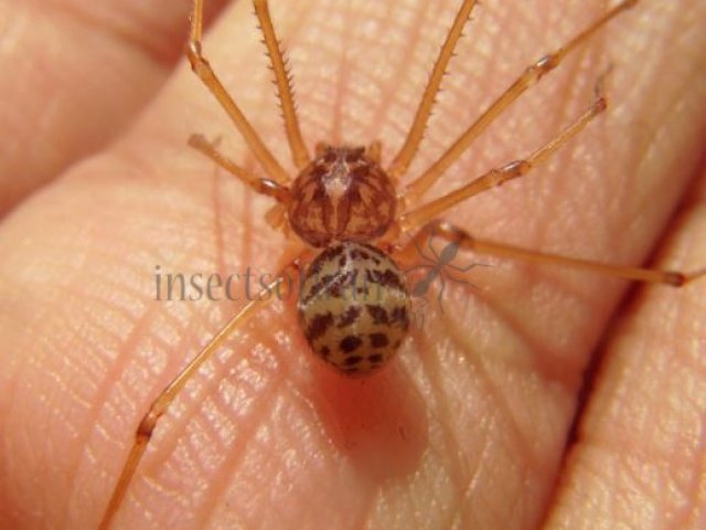 Scytodes thoracica -6