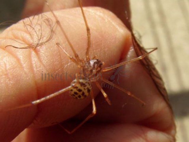 Scytodes thoracica -1
