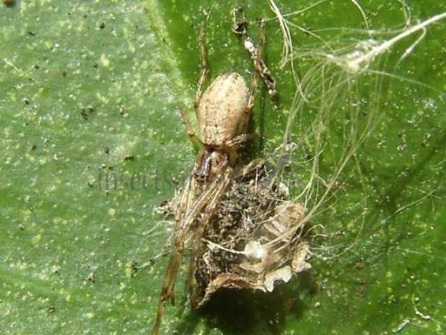 Tetragnathidae-4