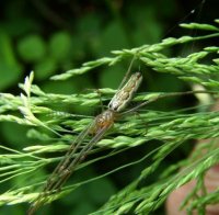 Tetragnatha extensa -7