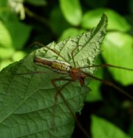 Tetragnatha extensa -4