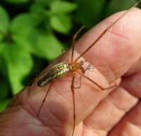 Tetragnatha extensa -6
