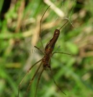 Tetragnatha extensa -15