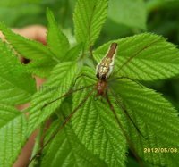 Tetragnatha extensa -1