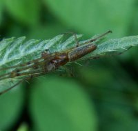Tetragnatha pinicola -3