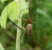Tetragnatha sp