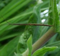 Tetragnatha Sulawesi-3