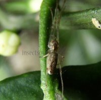 Tetragnathidae-1