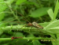 Tetragnatha extensa -3