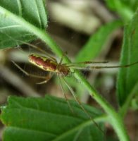 Tetragnathidae-2