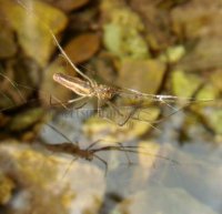 Tetragnatha extensa -16