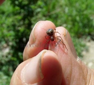 Achaearanea sp