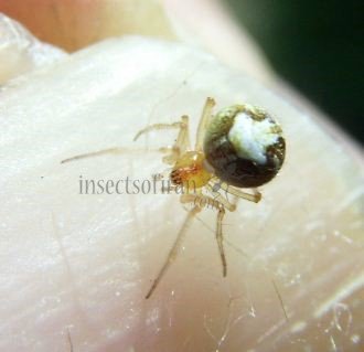 Simitidion sp-2