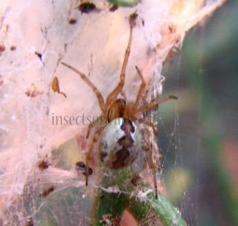 Anelosimus sp