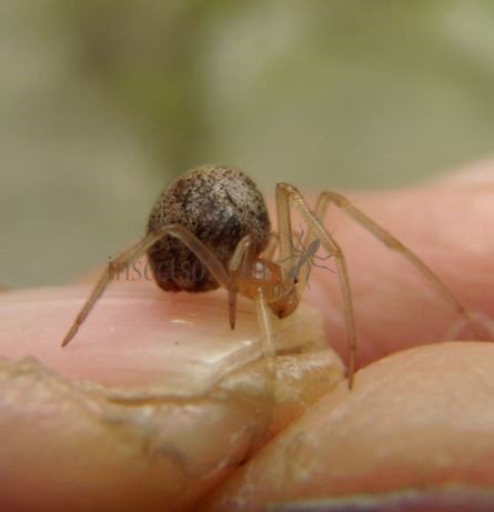 Achaearanea tepidariorum -3