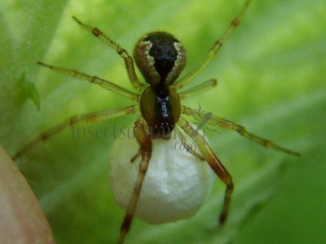 Anelosimus vittatus -1