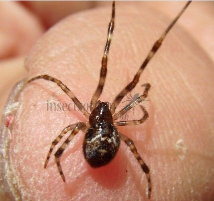 Parasteatoda sp