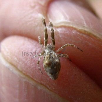 Hyptiotes paradoxus-1