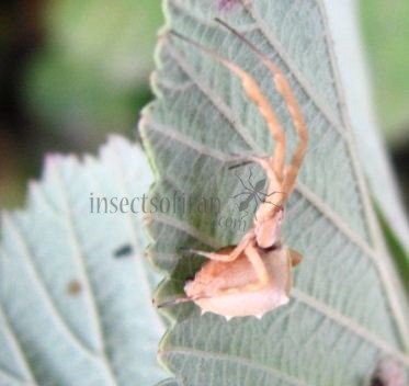 Uloborus glomosus -2