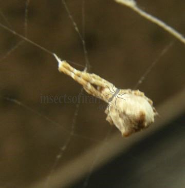 Hyptiotes paradoxus-6