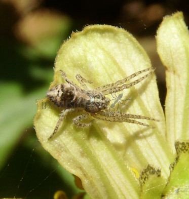 Uloboridae-2
