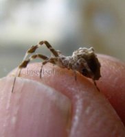 Hyptiotes paradoxus-2
